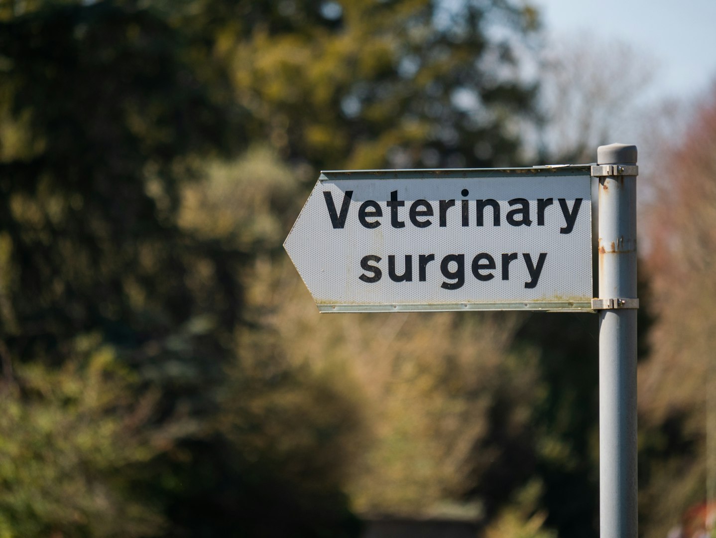 Veterinär kirurgi
