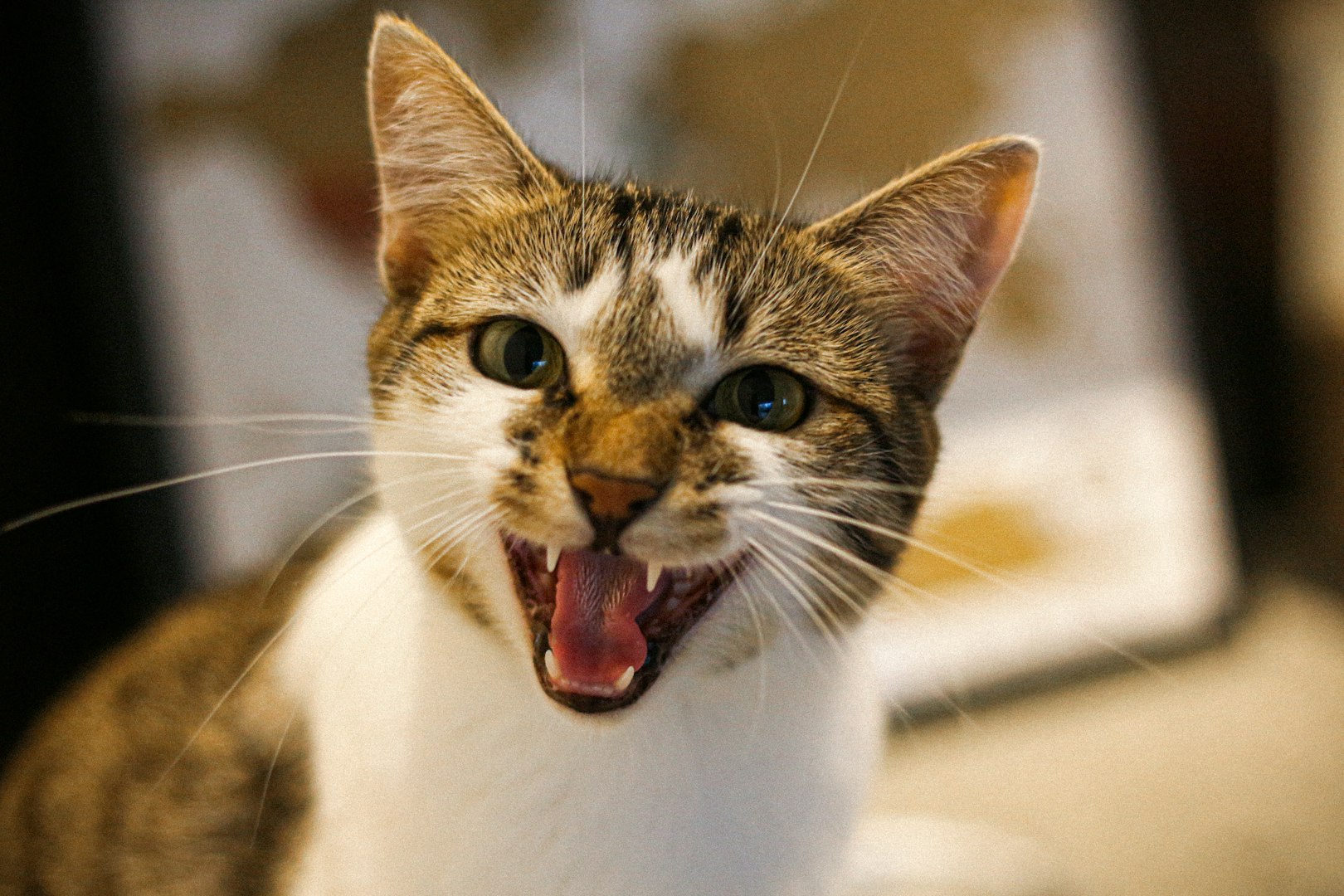 FORL‑behandling och tandvård för katt med tandröntgen hos ER Veterinär i Linköping.