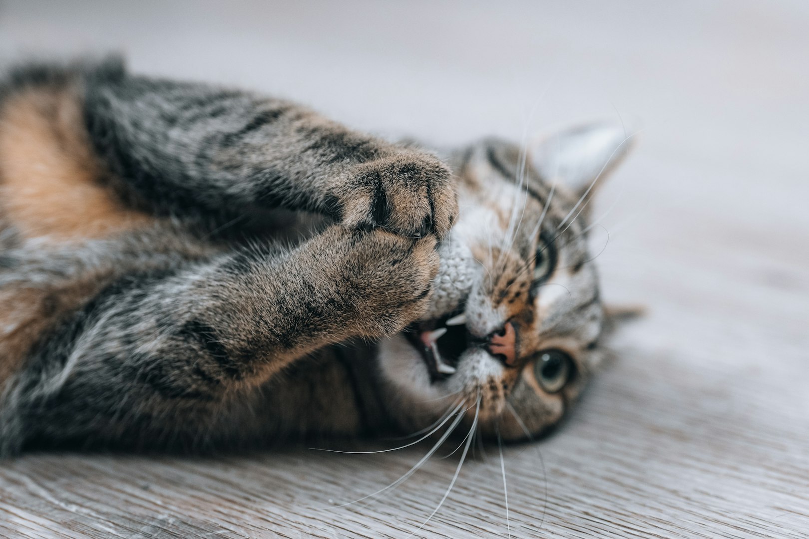 Tandstensborttagning och professionell tandrengöring på katt hos ER Veterinär i Linköping.