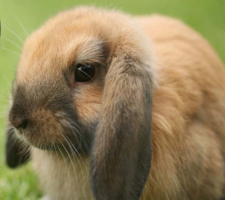 Kanin hos ER VETERINÄR LINKÖPING JOHANNELUND VALLA JÄGARVALLEN DJURDOKTORN STÅNGEBRO