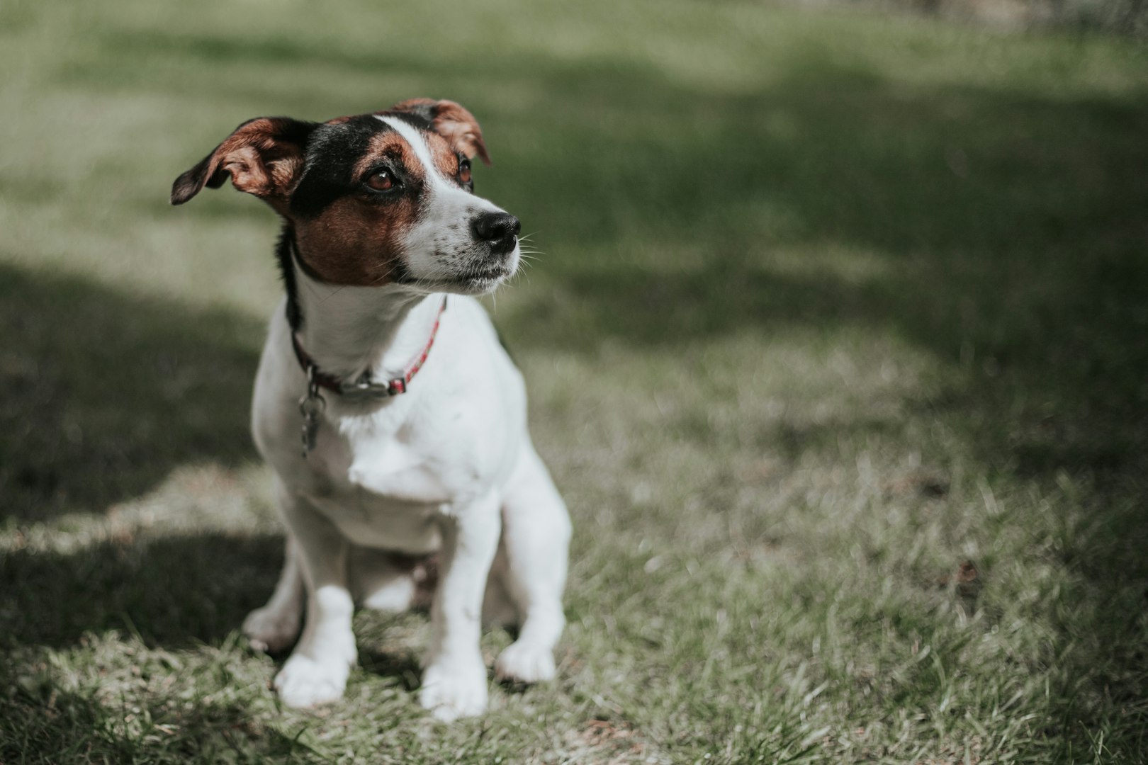 Tandundersökning på hund med modern tandröntgen hos ER Veterinär i Linköping.